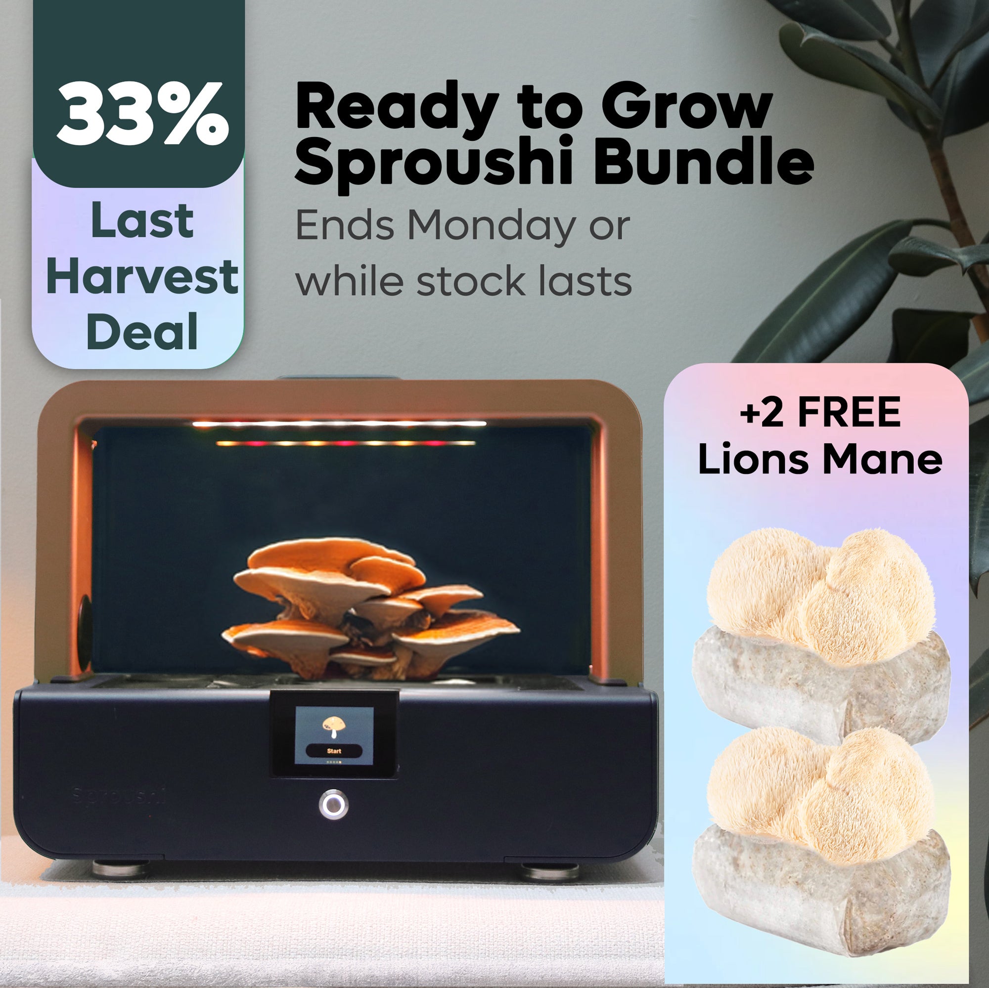 Sproushi Midnight Blue | Ready to Grow