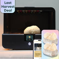 Load image into Gallery viewer, Sproushi Matte Black | Ready to Grow
