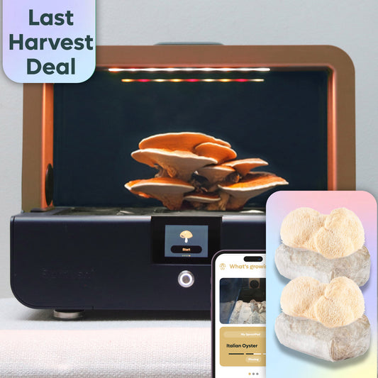 Sproushi Midnight Blue | Ready to Grow