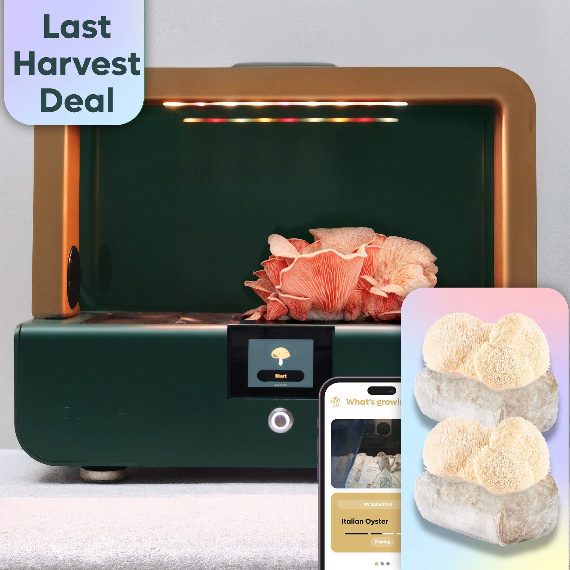 Sproushi Forest Green | Ready to Grow