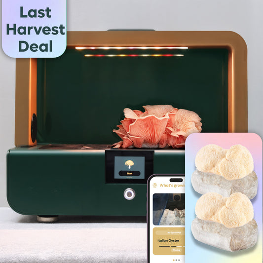 Sproushi Forest Green | Ready to Grow