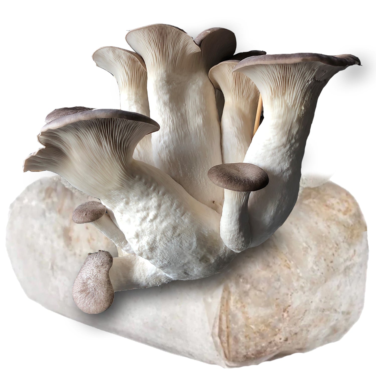 🎁 Black Pearl King Oyster Mushroom (100% off)