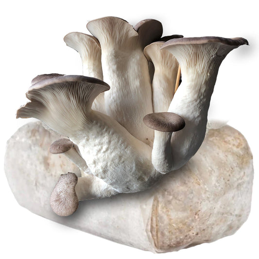 🎁 Black Pearl King Oyster Mushroom (100% off)
