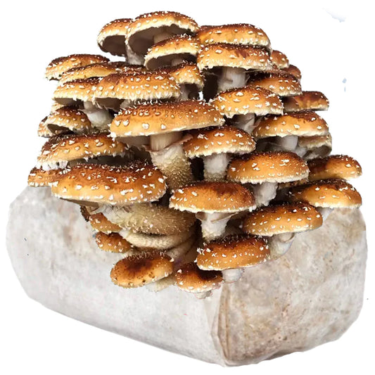 Chestnut Mushroom