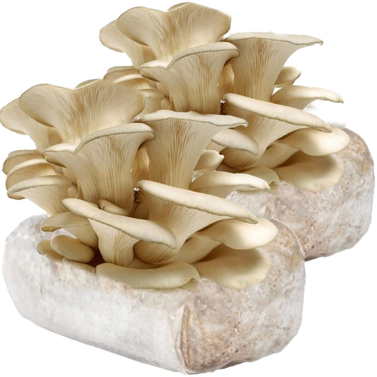 2x Italian Oyster Mushroom