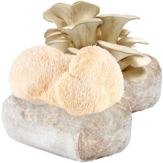 Lions Mane + Italian Oyster