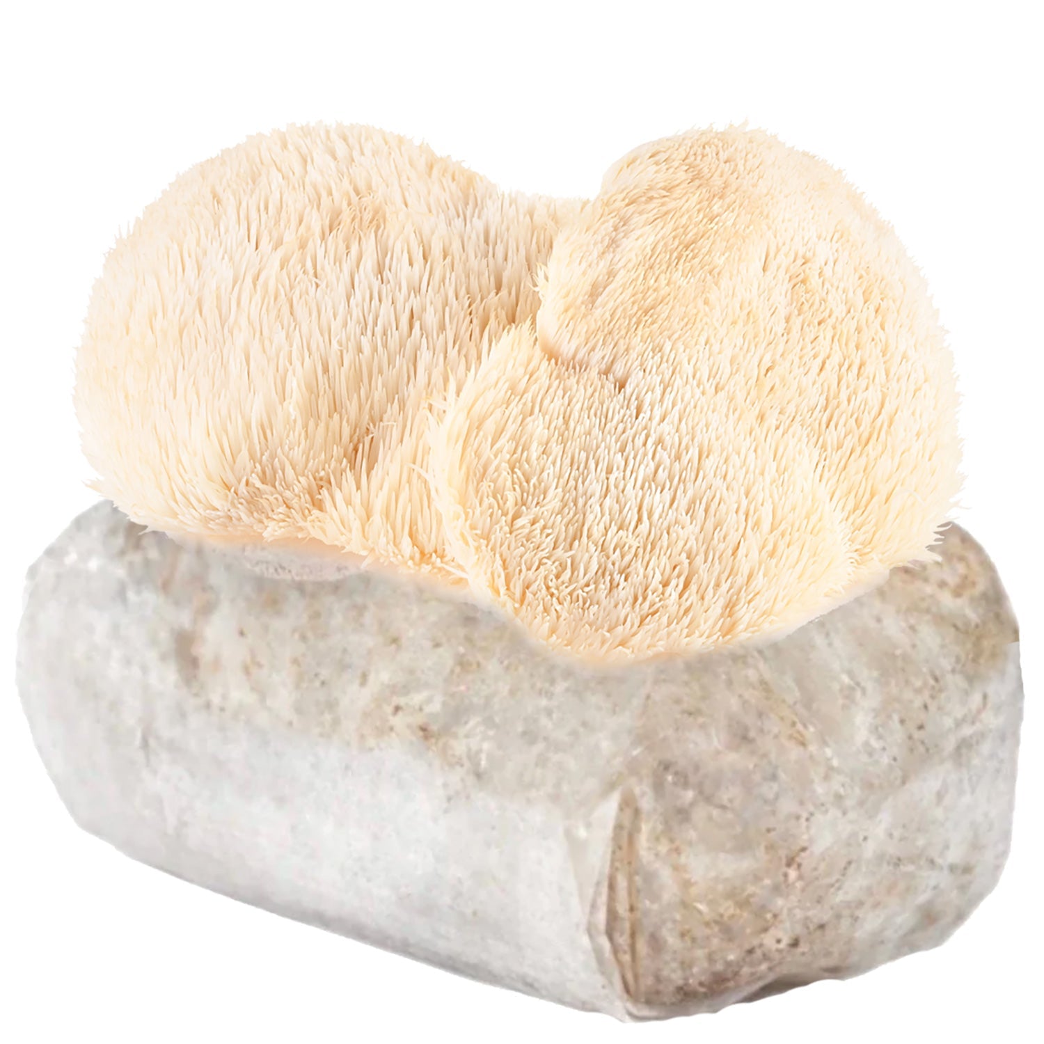 🎁 Lion's Mane Mushroom (100% off)