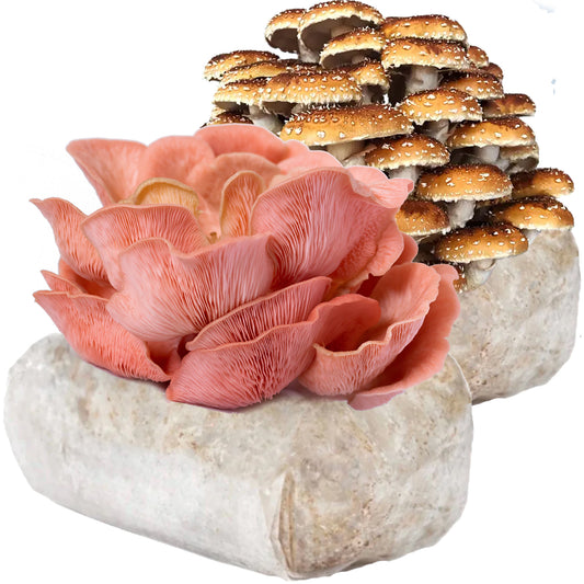 Pink Oyster + Chestnut