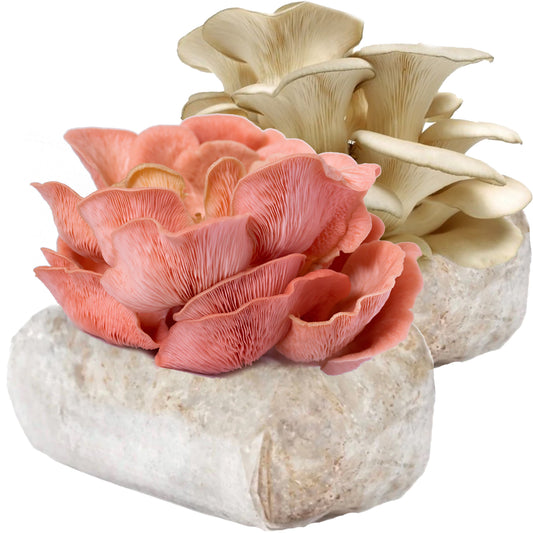 Pink Oyster + Italian Oyster