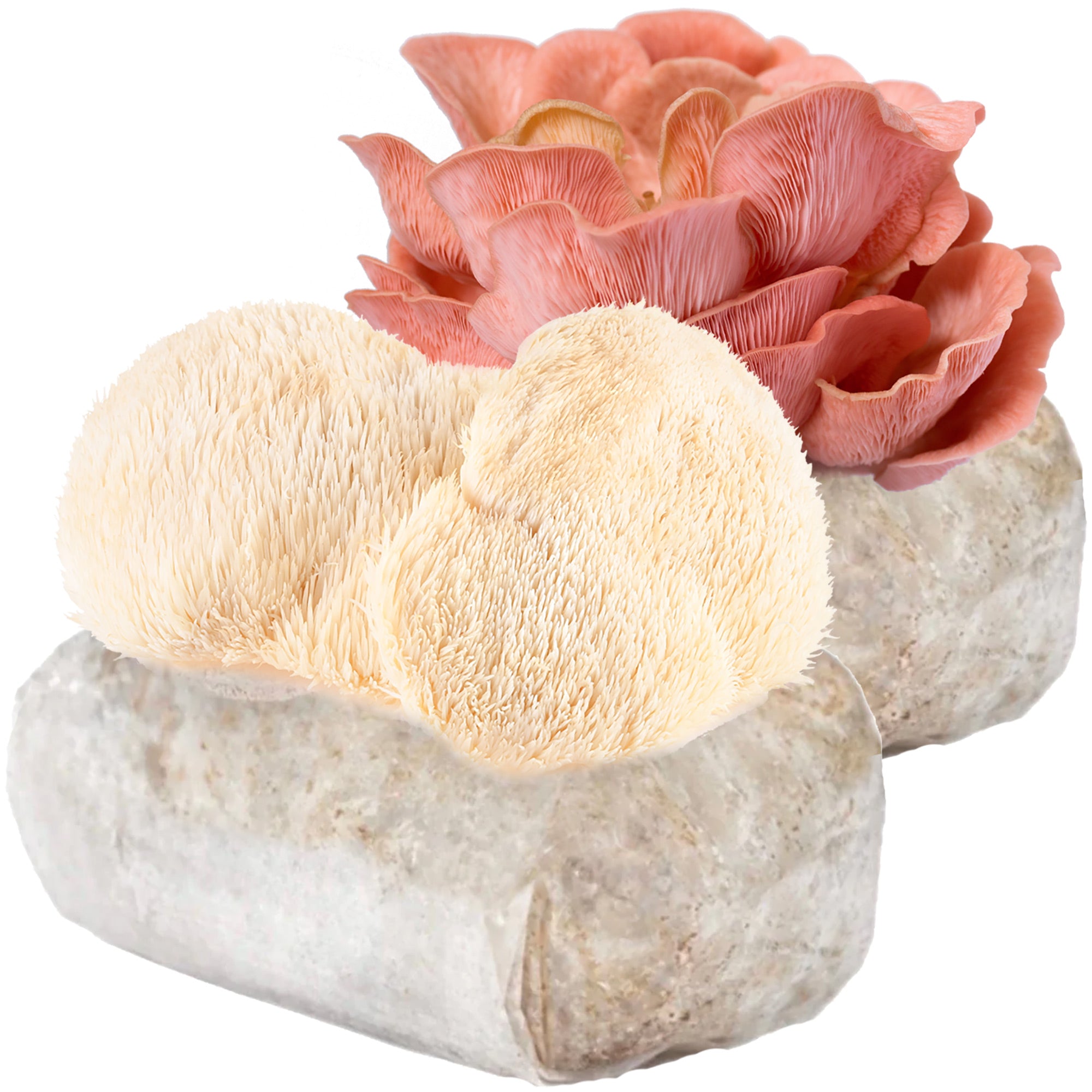 Pink Oyster + Lions Mane