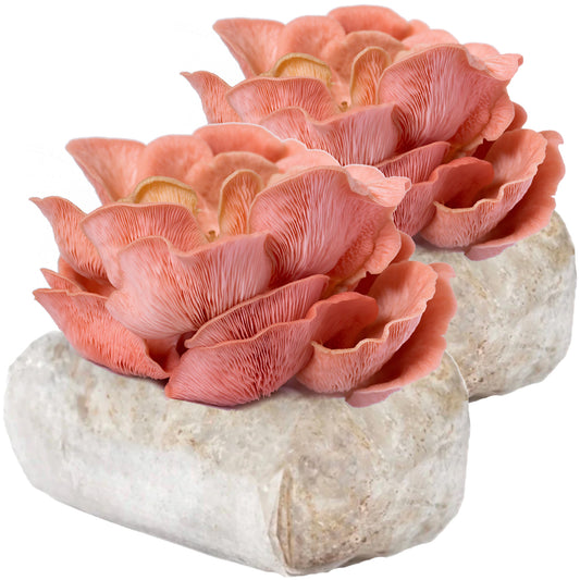 2x Pink Oyster Mushroom