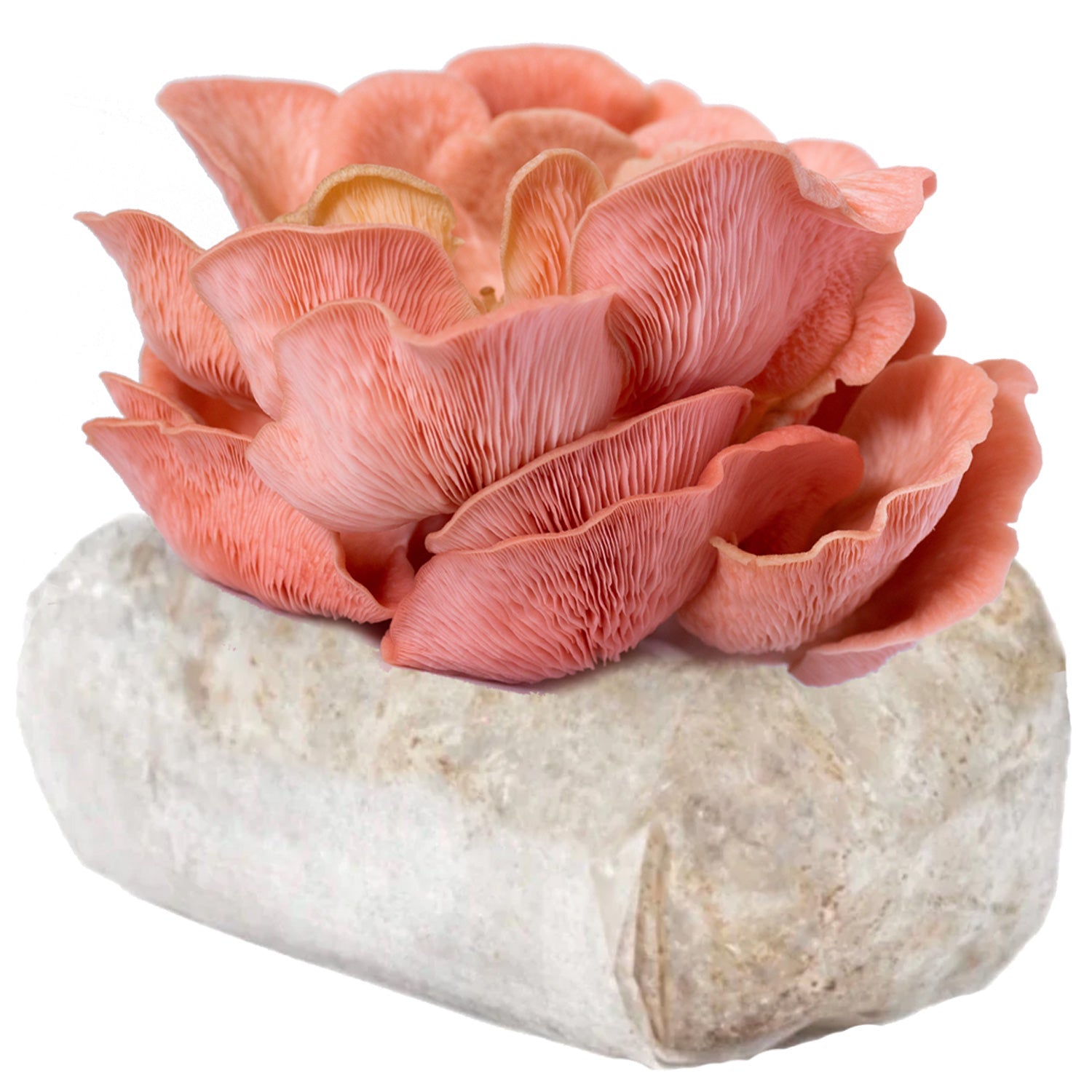 🎁 Pink Oyster Mushroom (100% off)