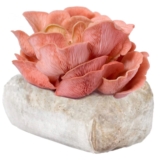 🎁 Pink Oyster Mushroom (100% off)