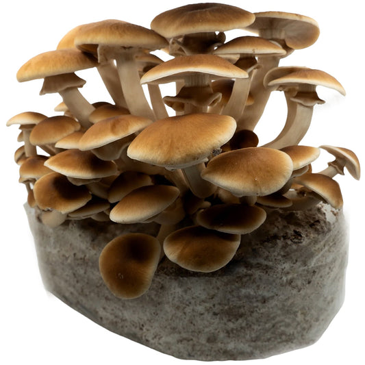 🎁 Pioppino Mushroom (100% off)