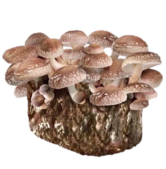 Shiitake Mushroom